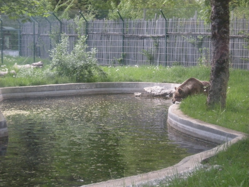 Pescasseroli (AQ) - Museo naturalistico 2