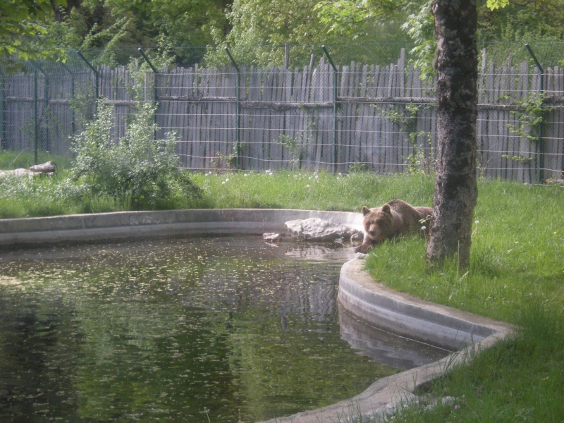 Pescasseroli (AQ) - Museo naturalistico 3