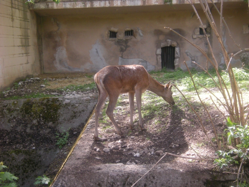 Pescasseroli (AQ) - Museo naturalistico 4