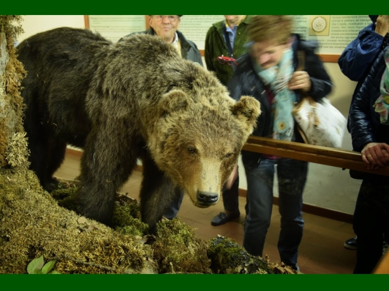 Pescasseroli (AQ) - Museo naturalistico 6