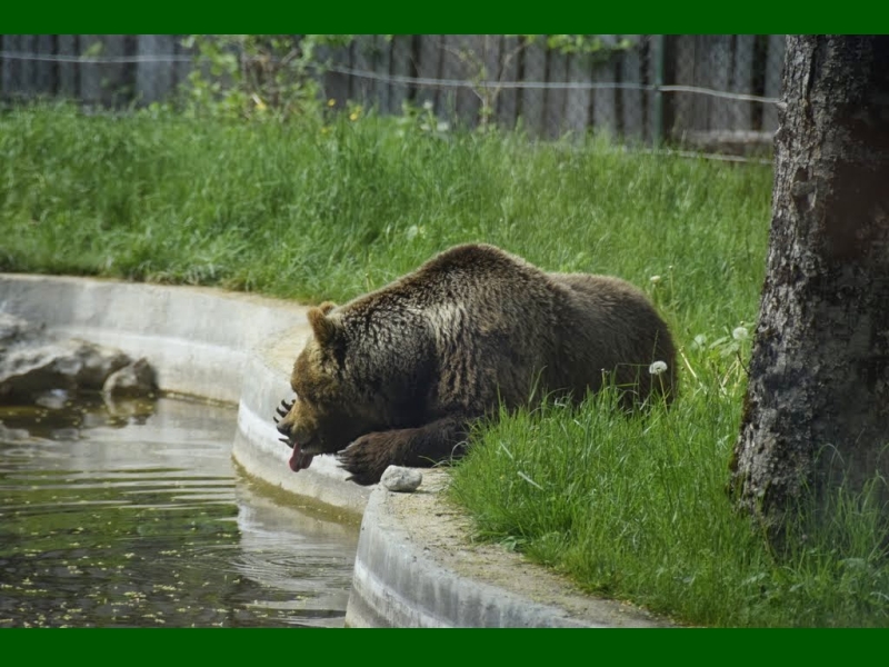Pescasseroli (AQ) - Museo naturalistico 7