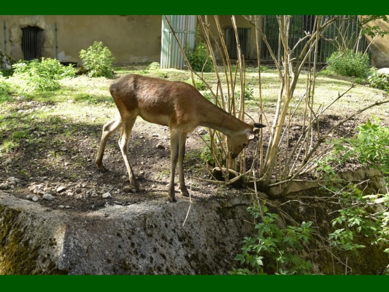 Pescasseroli (AQ) - Museo naturalistico 8