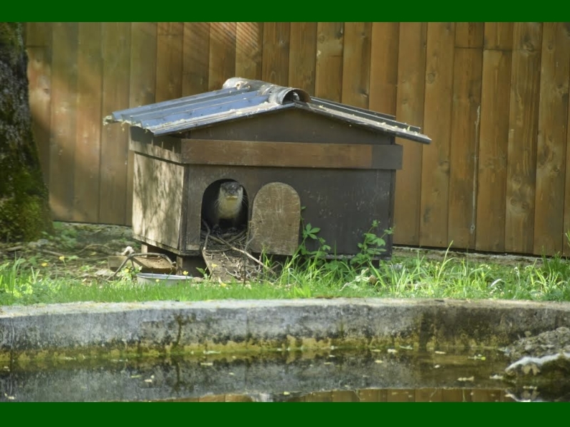 Pescasseroli (AQ) - Museo naturalistico 9