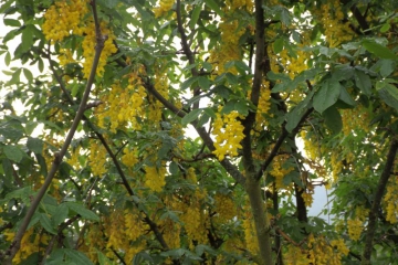 DSCF0862