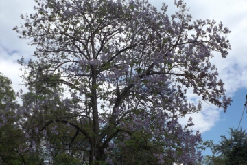 DSCF0940 DSCF0940
