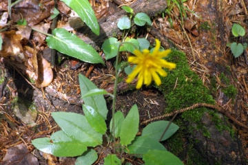 DSCF0944